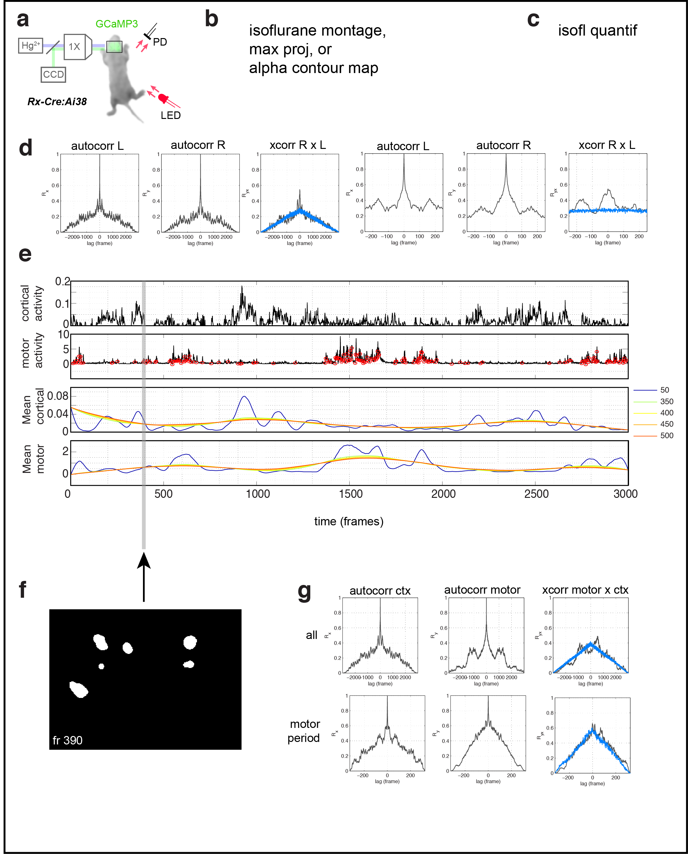 Figure 2. Cortical domains are state dependent. a Experimental schematic. Red light illumination measured with a photodiode (PD) was used to monitor motor activity. b dF/F image sequence showing cortical domain activity before and after isoflurane anesthesia within a single recording. c Cortical activity (active fraction) in each hemisphere after onset of gas anesthetic. d Hemispheric autocorrelation and cross-correlation functions for cortical activity at all and short time lags. Notice the peaks above gaussian distributed noise (blue traces). e Cortical activity and coincident motor activity signals. Moving averages of cortical and motor activity at 10 s and >70 s windows. f Single frame domain masks for times indicated in e. g Autocorrelation and cross-correlation functions for cortical and motor activity for the whole recording or during just the active-motor-period. Notice the correlation between cortical and motor activity above random noise and that motor activity generally follows cortical activity (shift towards right).