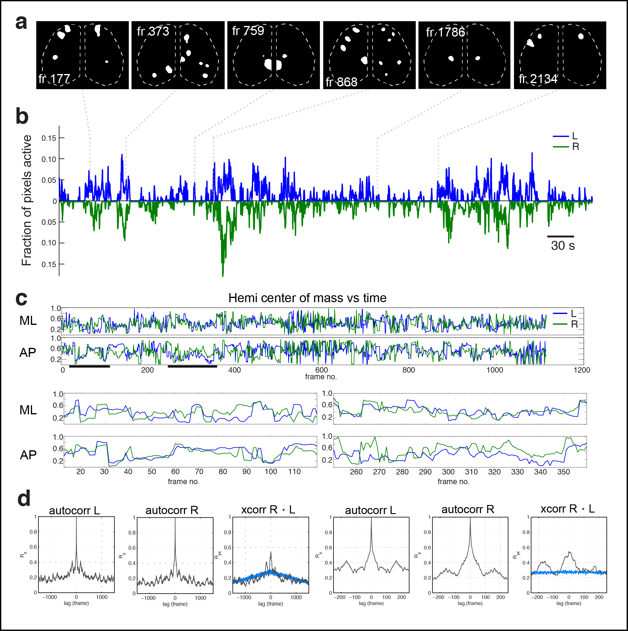 Figure 2. Cortical domain activity exhibits bilateral symmetry. a Examples of domains exhibiting spatially symmetric activations. Notice most timepoints contain a mixture of symmetric and asymmetric domain activations. b Hemispheric domain centers of mass for coactive frames in a recording along medial-lateral (ML) and anterior-posterior (AP) extents. Bottom left panels show the periods indicated by black bars at expanded view. Pearson's correlation: ML, p = 1.1591e-28; AP, p = 7.0982e-07. d Hemispheric autocorrelation and cross-correlation functions for cortical activity at all and short time lags. Notice the peaks above gaussian distributed noise (blue traces).