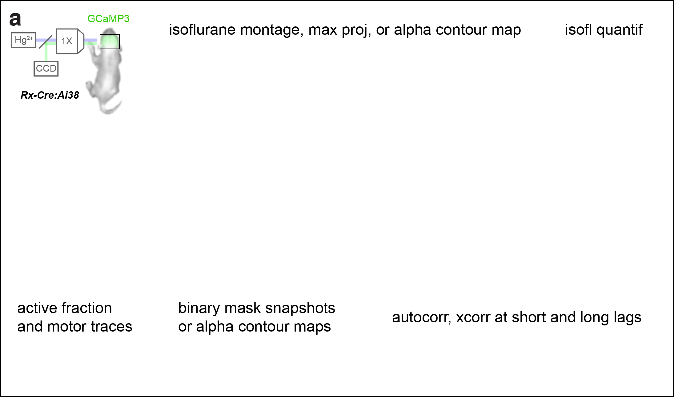 Figure 2. Cortical domains are state dependent