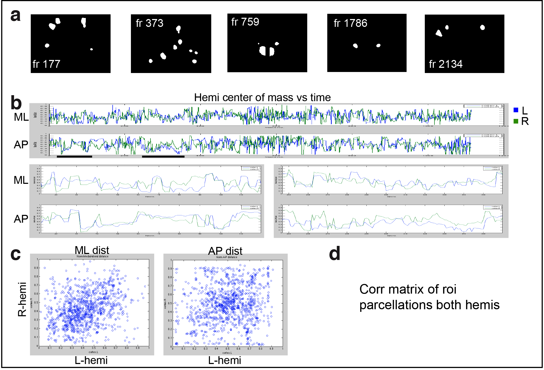 Figure 3. Cortical domain activity exhibits bilateral symmetry