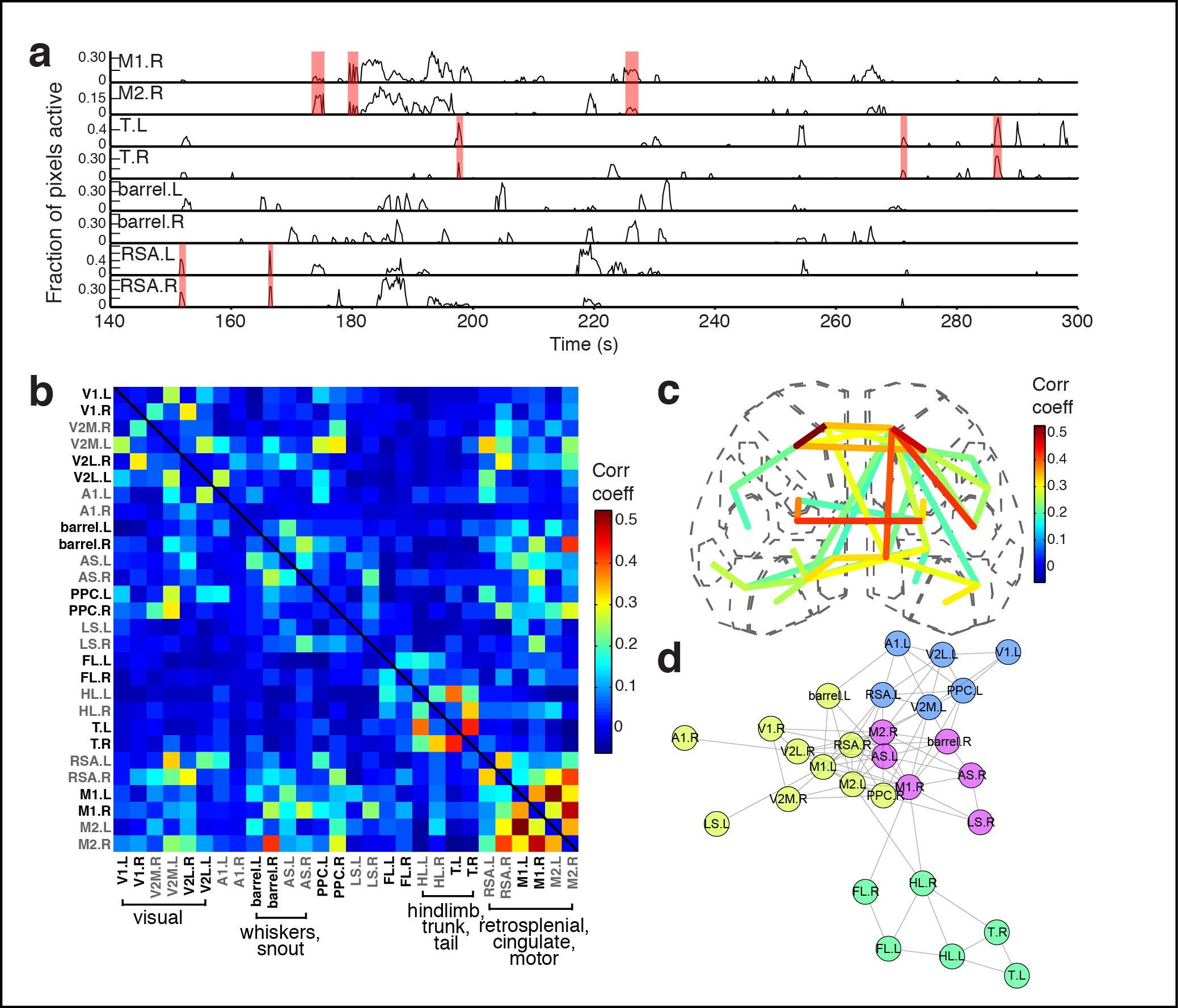 Figure 3. Subnetworks in developing isocortex. a Areal trace examples. Synchronized activations between hemispheres indicated by red links. b Correlation matrix of domain activity among cortical areas. Colormap indicates Pearson's r correlation coefficient values. c Map of cortical area associations for r > 0.2. d Graph of functional connections for r > 0.1. Community structure detected with hierarchical clustering are indicated in 4 colors. Notice that S1-limb/body regions form a distinct subgraph (green).