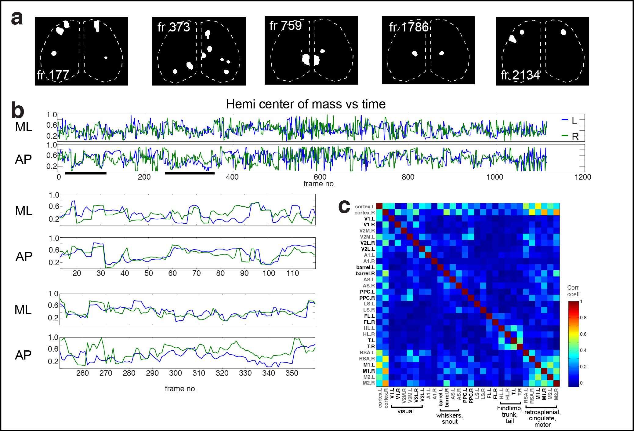 Figure 3. Cortical domain activity exhibits bilateral symmetry. a Examples of domains exhibiting spatially symmetric activations. Notice most timepoints contain a mixture of symmetric and asymmetric domain activations. b Hemispheric domain centers of mass for coactive frames in a recording along medial-lateral (ML) and anterior-posterior (AP) extents. Bottom left panels show the periods indicated by black bars at expanded view. Pearson's correlation: ML, p = 1.1591e-28; AP, p = 7.0982e-07. c Correlation matrix of domain activity among cortical areas.