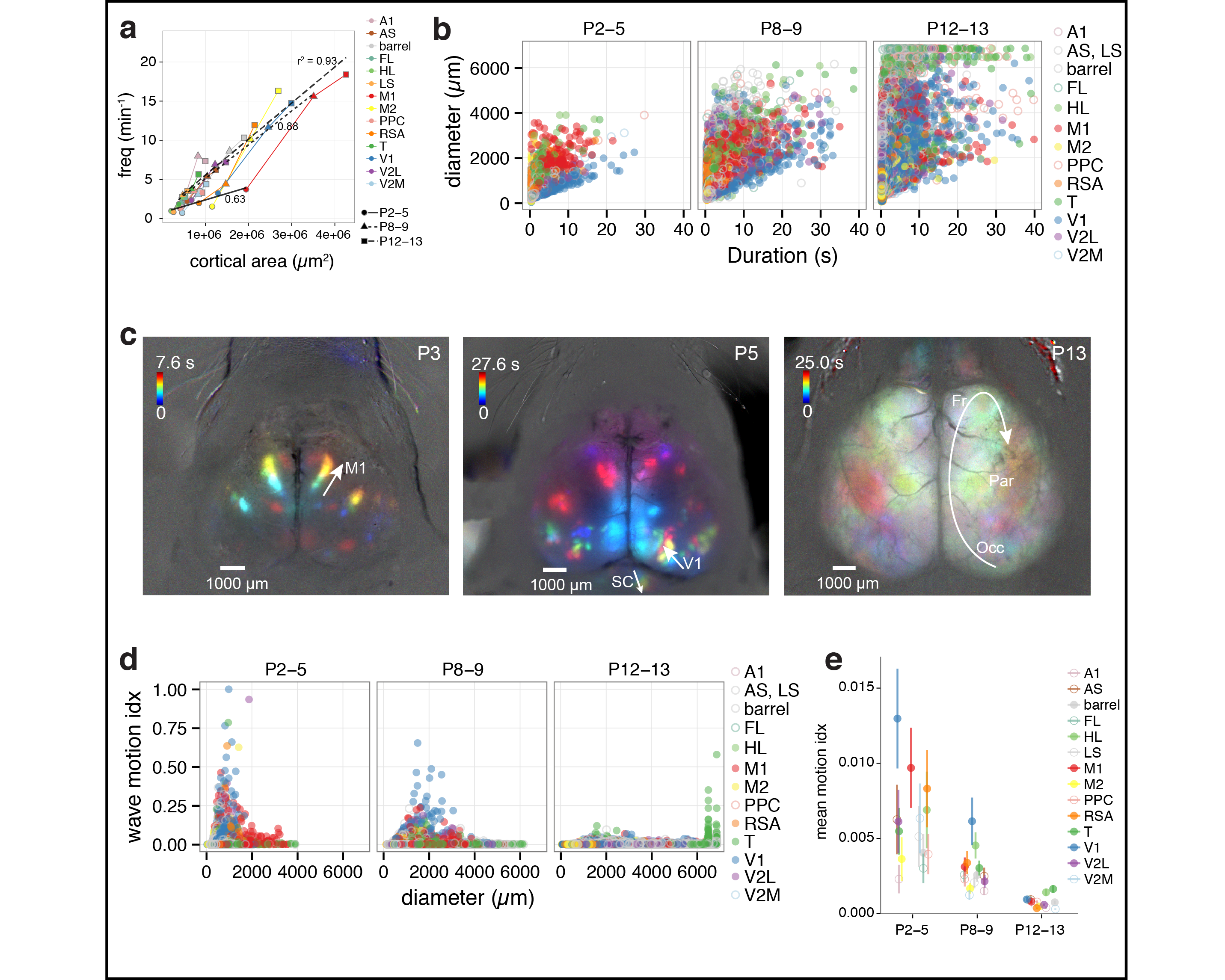 Figure 2. Spatiotemporal properties of cortical domains. a Domain frequency as function of cortical area size. b Scatterplots of domain diameter and duration. c Time projection maps of waves in motor cortex at P3, visual cortex at P5, and occipital-parietal-frontal cortex at P13. d Scatterplots of wave motion index as function of domain diameter. e Mean wave motion index over development.