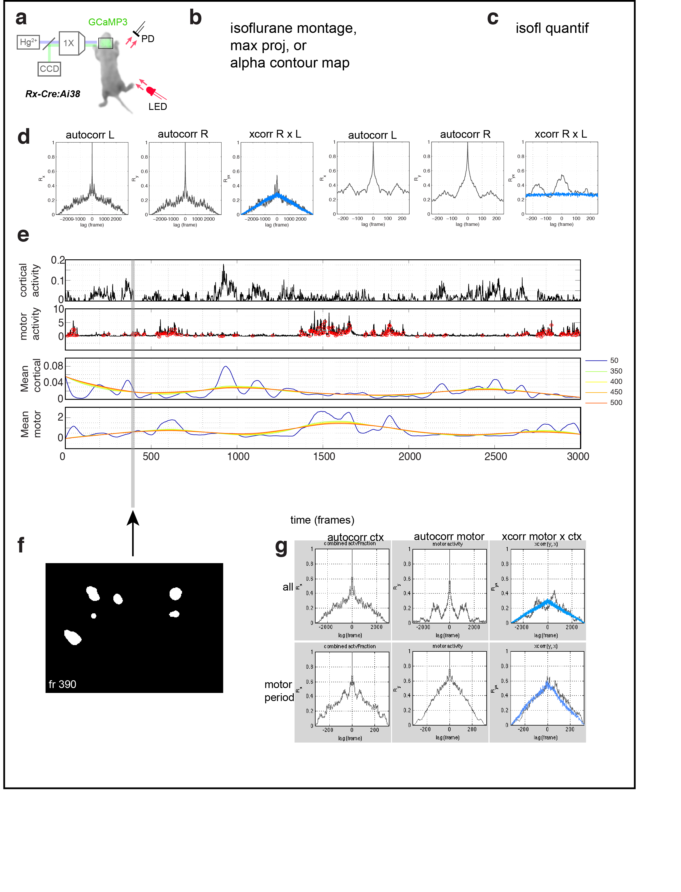 Figure 2. Cortical domains are state dependent. a Experimental schematic. Red light illumination measured with a photodiode (PD) was used to monitor motor activity. b dF/F image sequence showing cortical domain activity before and after isoflurane anesthesia within a single recording. c Cortical activity (active fraction) in each hemisphere after onset of gas anesthetic. d Hemispheric autocorrelation and cross-correlation functions for cortical activity at all and short time lags. Notice the peaks above gaussian distributed noise (blue traces). e Cortical activity and coincident motor activity signals. Moving averages of cortical and motor activity at 10 s and >70 s windows. f Single frame domain masks for times indicated in e. g Autocorrelation and cross-correlation functions for cortical and motor activity for the whole recording or during just the active-motor-period. Notice the correlation between cortical and motor activity above random noise and that motor activity generally follows cortical activity (shift towards right).