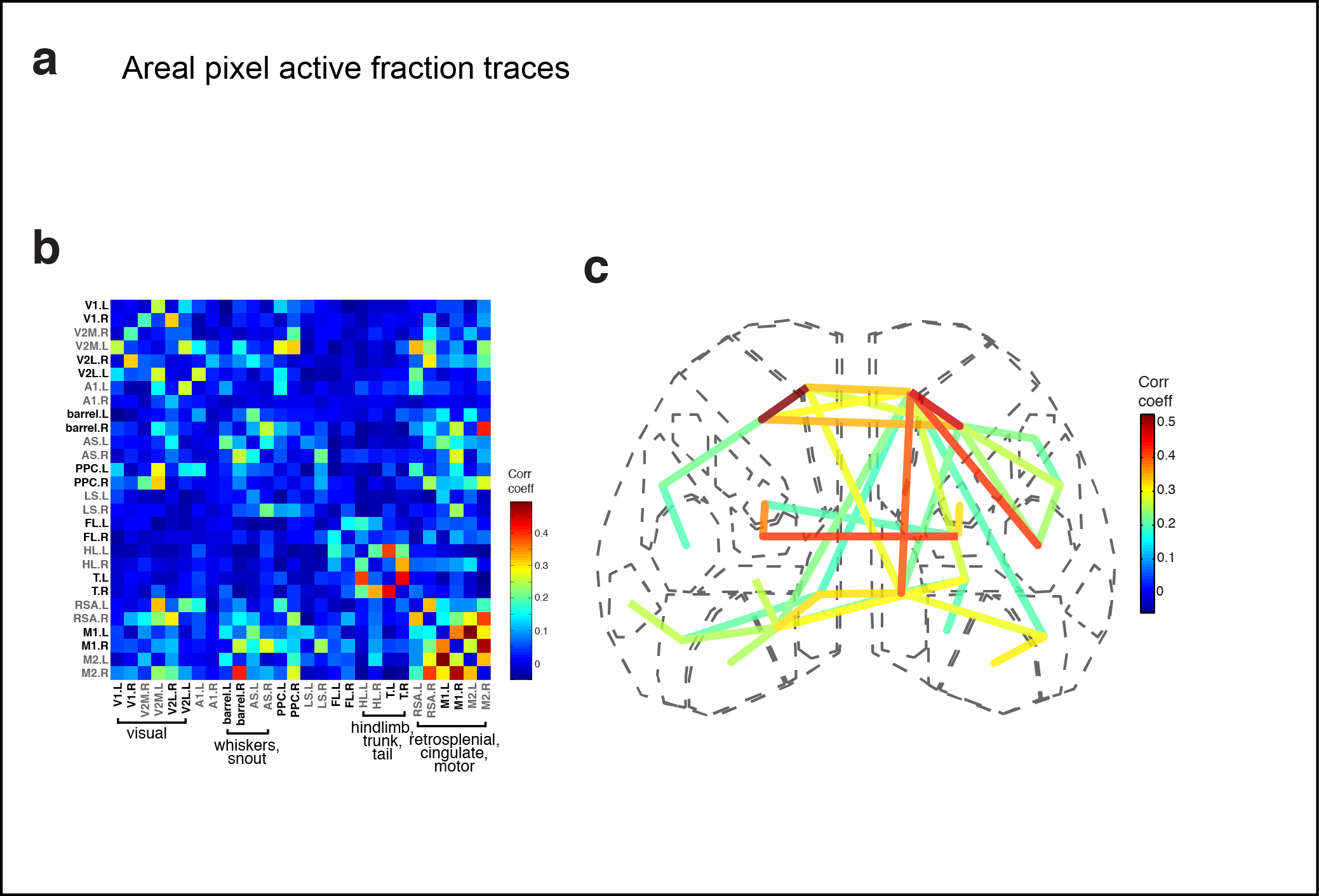 Figure 4. Subnetworks in developing isocortex. a Areal trace examples. b Correlation matrix of domain activity among cortical areas. c Graph.