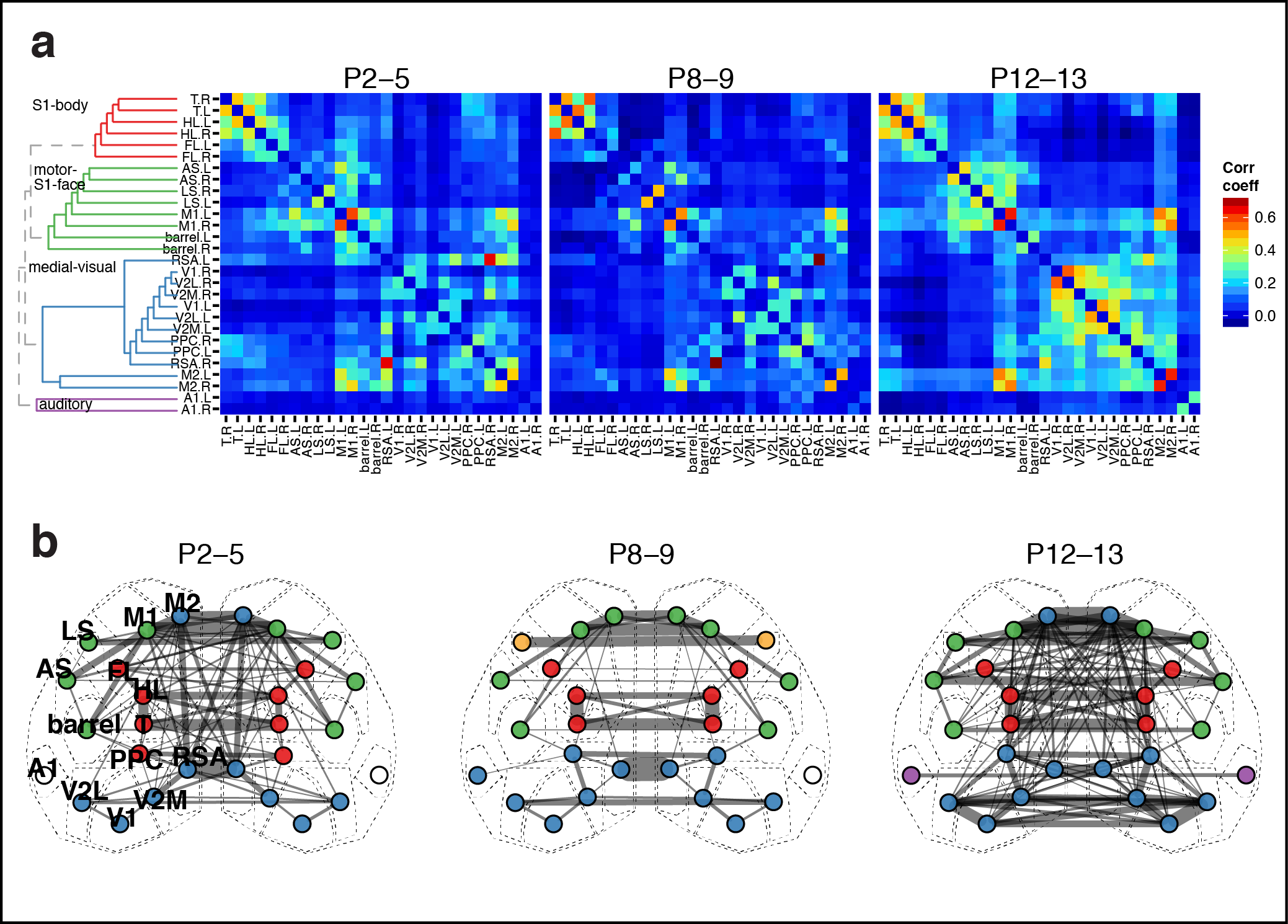 Figure 4. Functional architecture of developing neocortex. a Group averaged correlation matrices of domain activity among cortical areas. Colormap indicates Pearson's r correlation coefficient values. Dendrogram and vertex order from community structure detected with hierarchical clustering in the P12-13 group. b Map of cortical area associations for r > 0.15. Vertex colors represent cortical communities detected with clustering within each age group. Edge width indicates the squared connection weight (r^2). Note both similarities in module membership and increased connection strength with age.