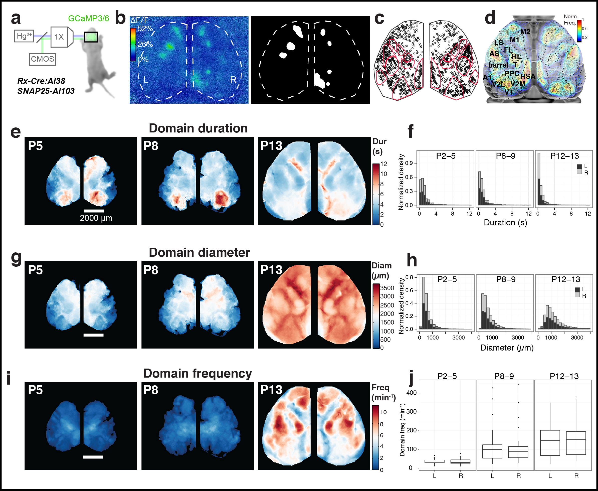 Figure 1. Calcium domains throughout neonatal mouse isocortex. a Experimental schematic. b Single image frame showing calcium domains in both hemispheres at postnatal day 3 (P3) and automatically detected domain masks. c Centroid positions for segmented domain masks from a 10 min recording. Points are overlaid on a reference map of primary sensory areas determined by thalamocortical inputs (red outlines). Notice rows of whisker barrels are evident in the structure of domain centroid positions. d Functional activity map at P3. Based on pixel activation frequency from all detected domains in a single 10 min recording. Map is overlaid on cortical areal parcellations. Notice localized maxima and minima of functional activity between areas that approximate known anatomical cortical area boundaries and the mirroring of map structure bilaterally. e Mean domain duration maps from 3 SNAP25-Ai103 mice. f Histograms showing domain durations distributions in the P2-5, P8-9, and P12-13 age groups and by cortical hemisphere (L, R). g Mean domain diameter maps from same 3 mice in e. h Histograms showing the distributions of domain diameters. i Mean domain frequency maps from same 3 mice in e. j Boxplot distributions of hemispheric domain frequencies.