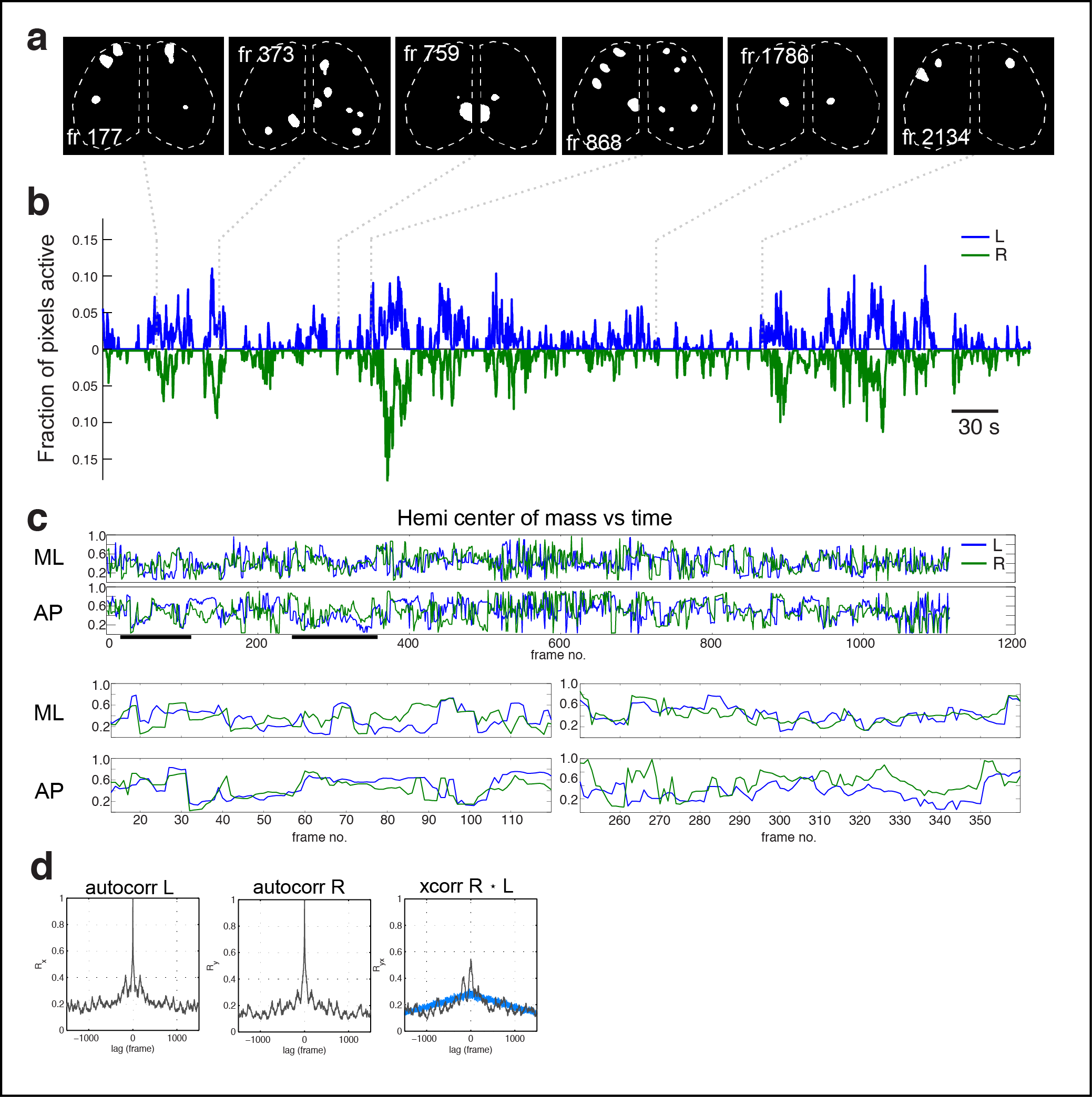 Figure 4. Cortical domain activity exhibits bilateral symmetry. a Examples of domains exhibiting spatially symmetric activations. Notice most timepoints contain a mixture of symmetric and asymmetric domain activations. b Cortical active fraction timecourses for both hemispheres. c Hemispheric domain centers of mass for coactive frames in a recording along medial-lateral (ML) and anterior-posterior (AP) extents. Bottom left panels show the periods indicated by black bars at expanded view. Pearson's correlation: ML, p = 1.1591e-28; AP, p = 7.0982e-07. d Hemispheric autocorrelation and cross-correlation functions for cortical activity at all and short time lags. Notice the peaks above gaussian distributed noise (blue traces).