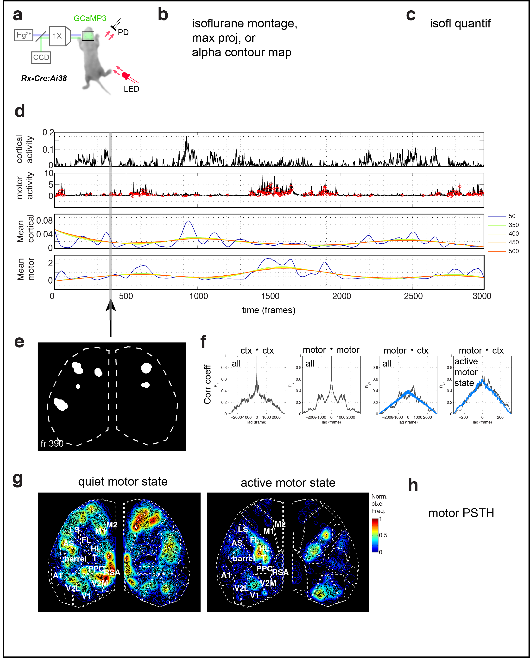 Figure 3. Cortical domains are state dependent. a Experimental schematic. Red light illumination measured with a photodiode (PD) was used to monitor motor activity. b dF/F image sequence showing cortical domain activity before and after isoflurane anesthesia within a single recording. c Cortical activity (active fraction) in each hemisphere after onset of gas anesthetic. e Cortical activity and coincident motor activity signals. Moving averages of cortical and motor activity at 10 s and >70 s windows. f Single frame domain masks for times indicated in e. g Autocorrelation and cross-correlation functions for cortical and motor activity for the whole recording or during just the active-motor-period. Notice the correlation between cortical and motor activity above random noise and that motor activity generally follows cortical activity (shift towards right).