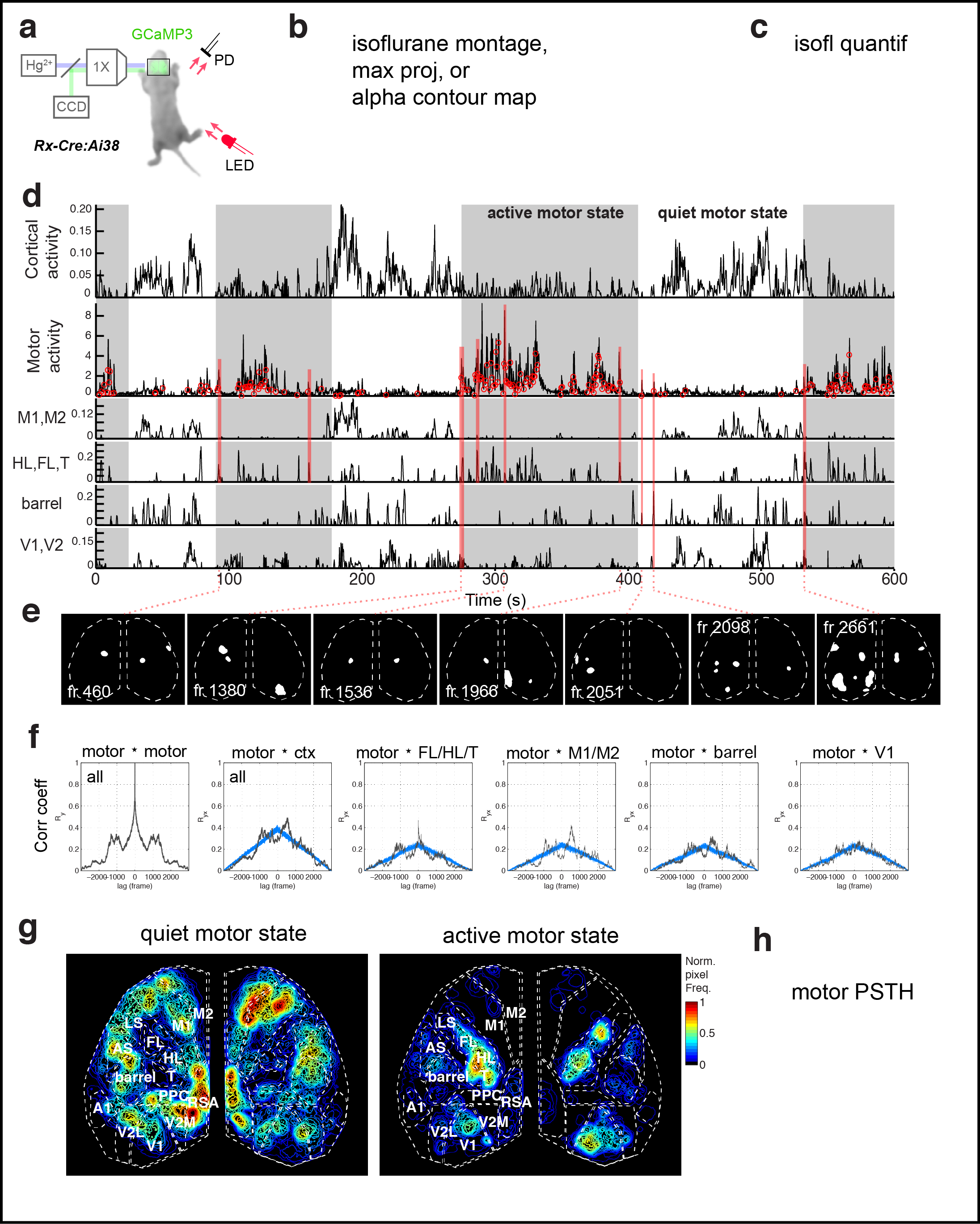 Figure 3. Cortical domains are state dependent. a Experimental schematic. Red light illumination measured with a photodiode (PD) was used to monitor motor activity. b dF/F image sequence showing cortical domain activity before and after isoflurane anesthesia within a single recording. c Cortical activity (active fraction) in each hemisphere after onset of gas anesthetic. e Cortical activity and coincident motor activity signals. Moving averages of cortical and motor activity at 10 s and >70 s windows. f Single frame domain masks for times indicated in e. g Autocorrelation and cross-correlation functions for cortical and motor activity for the whole recording or during just the active-motor-period. Notice the correlation between cortical and motor activity above random noise and that motor activity generally follows cortical activity (shift towards right).