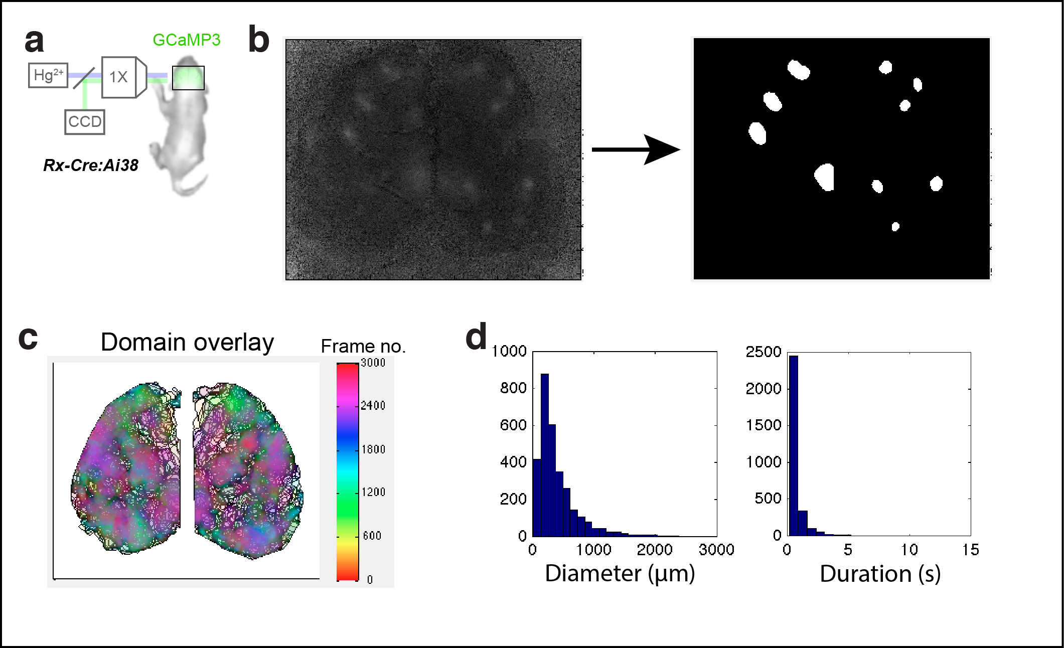 Figure 1. Calcium domains throughout neonatal mouse isocortex